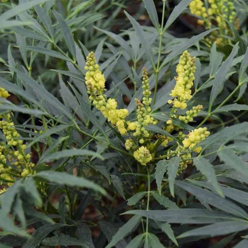 Mahonia eurybracteata 'Sweet Winter' ® 80-100 cm